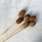 Amra Pods Natural - Luv Sola Flowers - Dried Botanicals