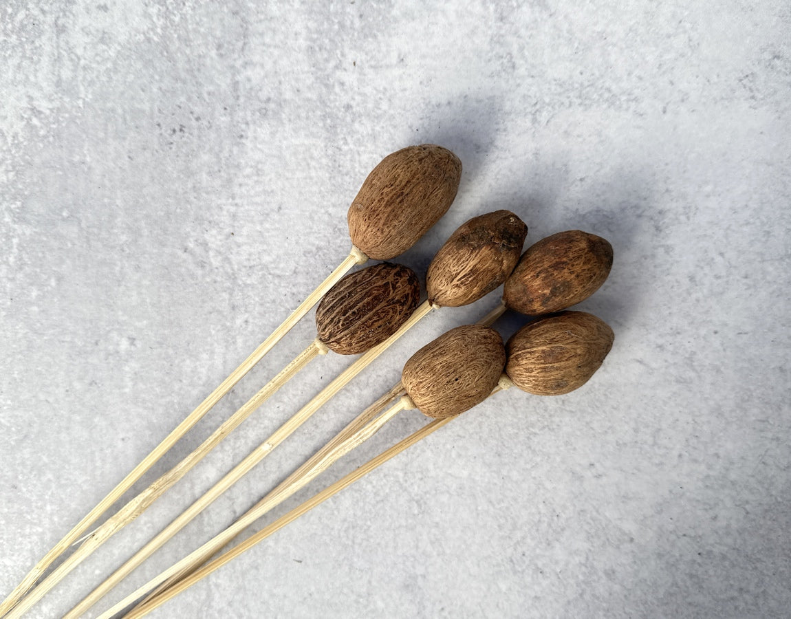 Amra Pods Natural - Luv Sola Flowers - Dried Botanicals