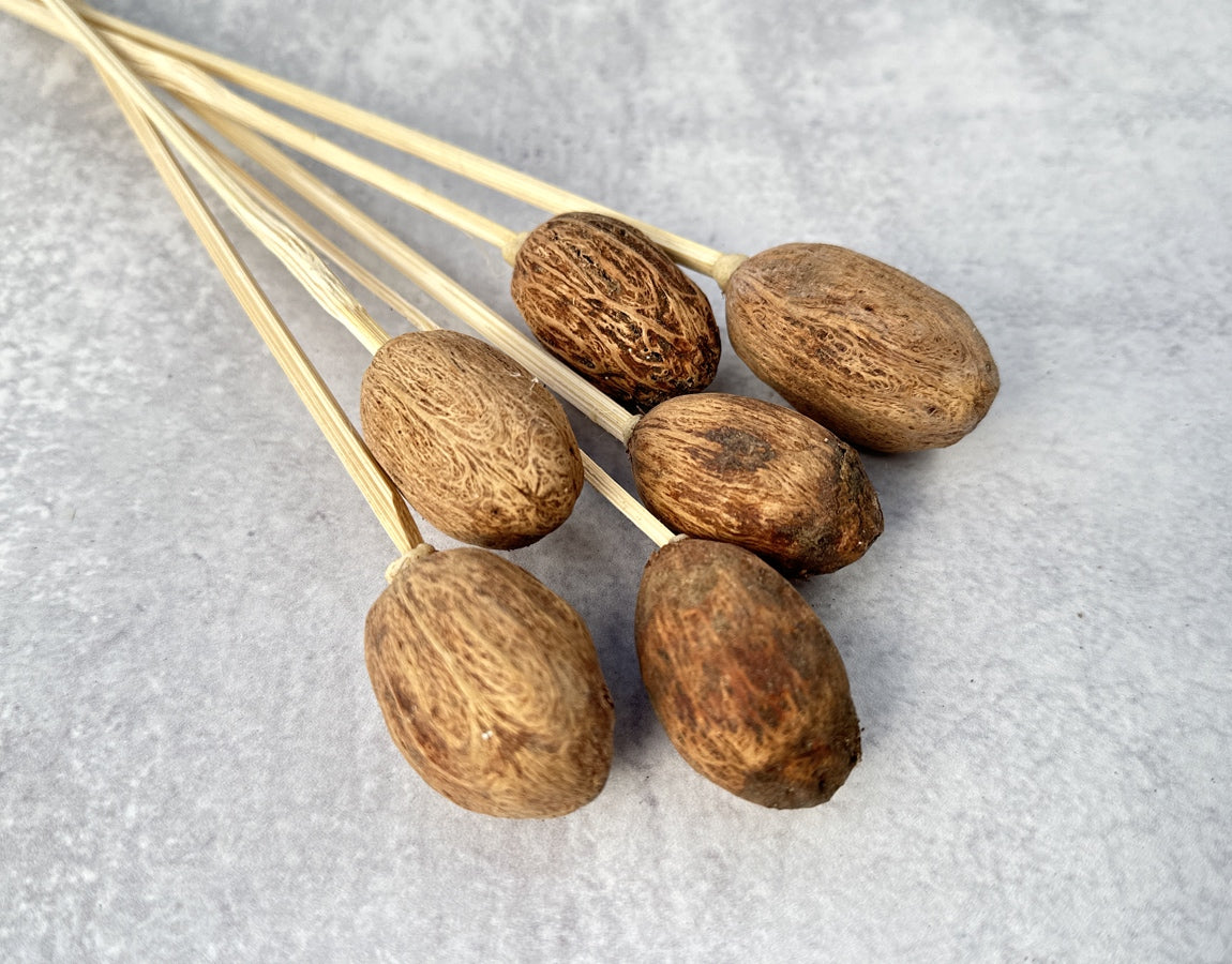 Amra Pods Natural - Luv Sola Flowers - Dried Botanicals