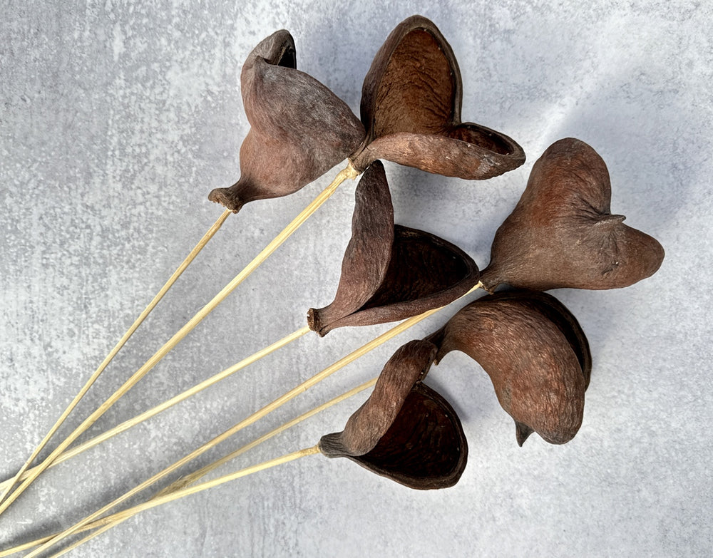 Badam - Luv Sola Flowers - Dried Botanicals