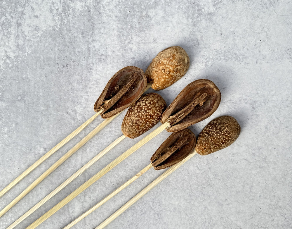Bagon Petal - Luv Sola Flowers - Dried Botanicals