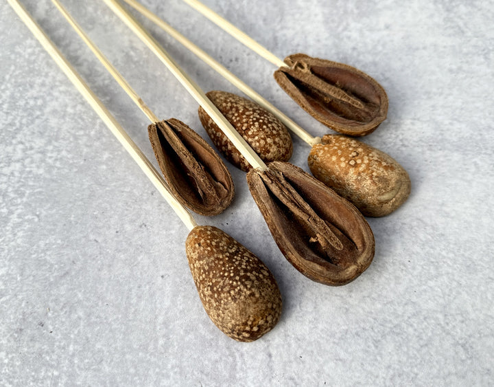 Bagon Petal - Luv Sola Flowers - Dried Botanicals