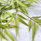 Bamboo Leaf - Luv Sola Flowers - Faux Filler