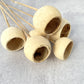 Bell Cup Mini - Luv Sola Flowers - Dried Botanicals