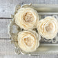 Sola Wood Flowers - Bella Rose - Luv Sola Flowers