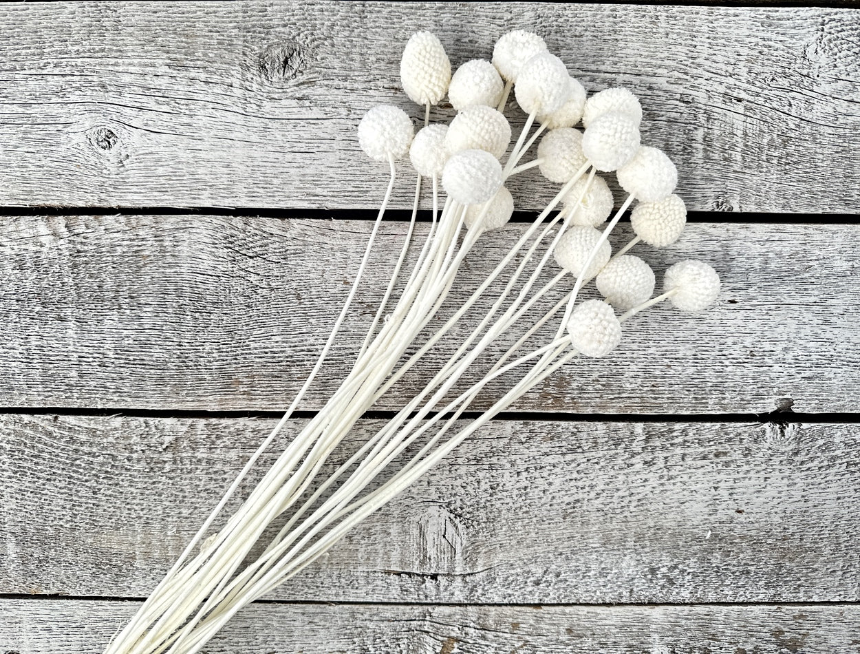 Bleached Billy Balls - Luv Sola Flowers - Filler