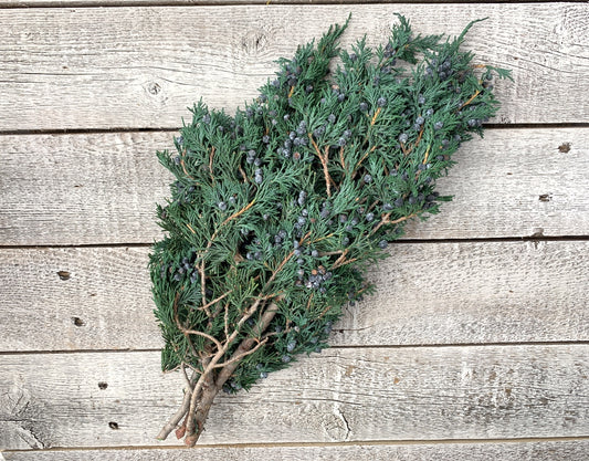 Preserved Blueberry Juniper - Luv Sola Flowers - Filler