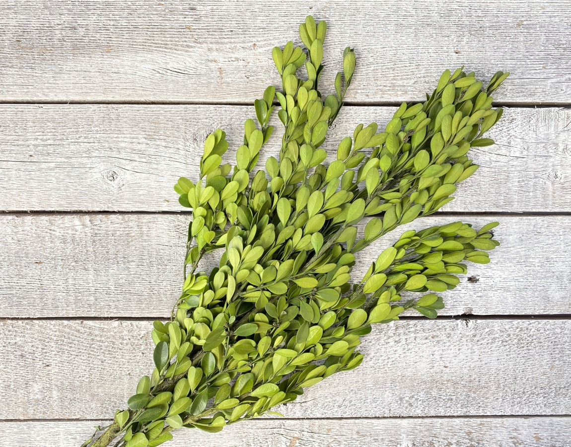 Luv Sola Flowers - Preserved Boxwood - Filler
