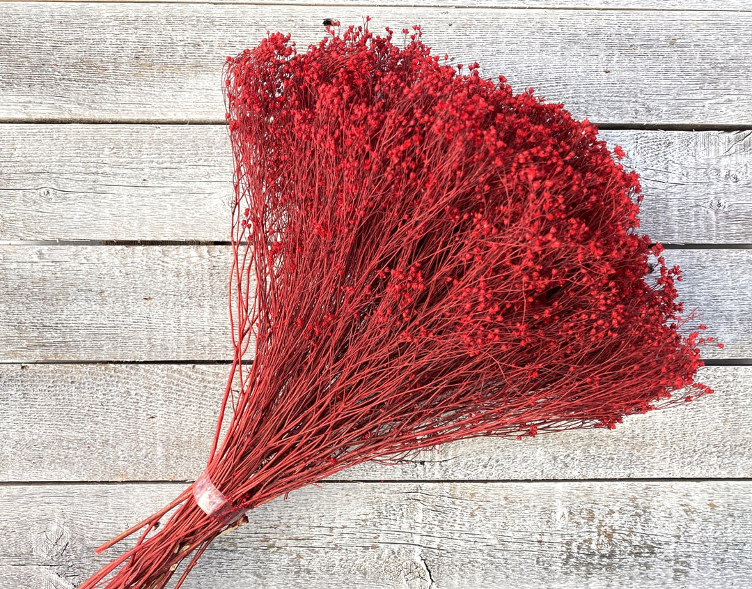 Broom Bloom - Luv Sola Flowers - Filler