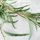 Cascading Willow Eucalyptus - Luv Sola Flowers - Faux Filler