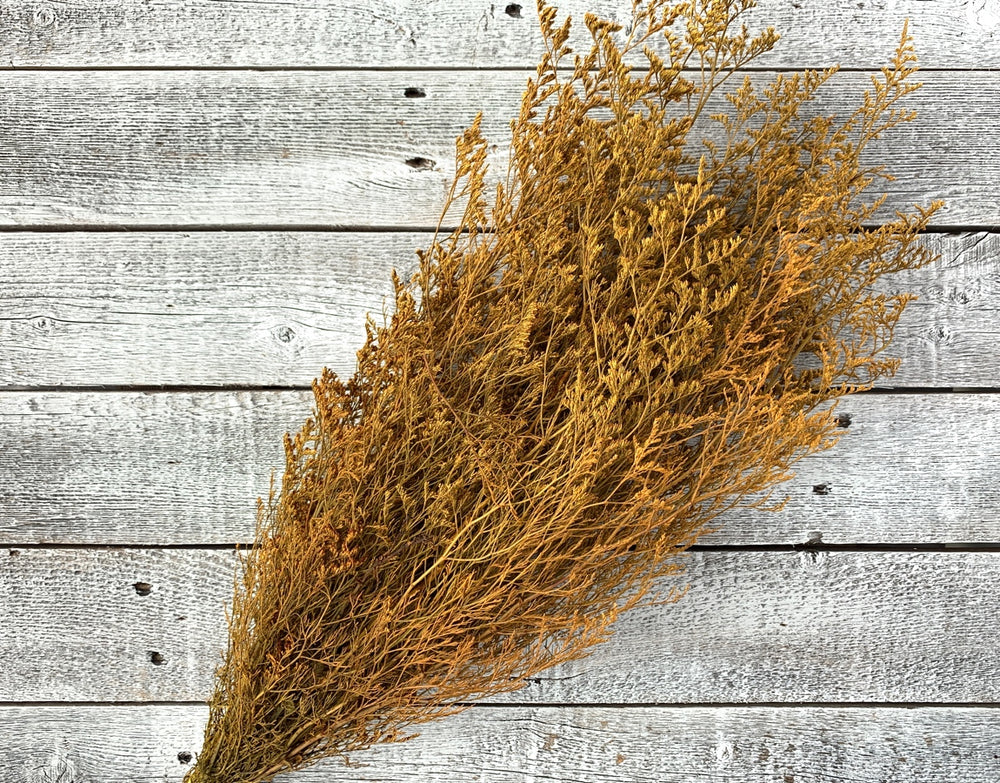 Preserved Caspia - Luv Sola Flowers - Filler