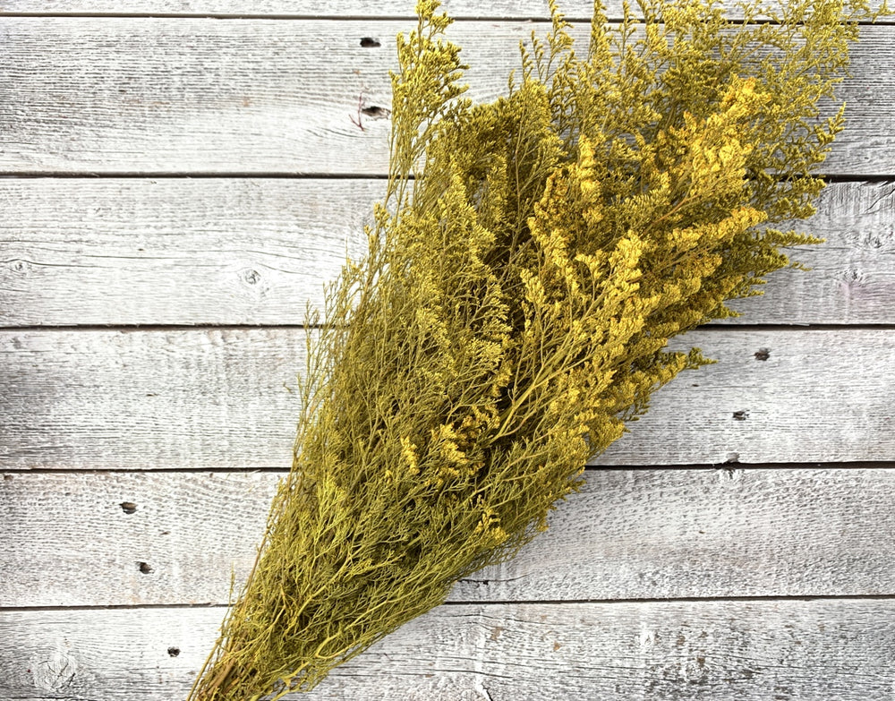 Preserved Caspia - Luv Sola Flowers - Filler