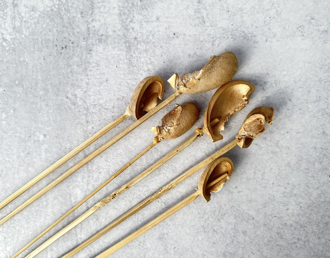 Ear Pod - Luv Sola Flowers - Dried Botanicals