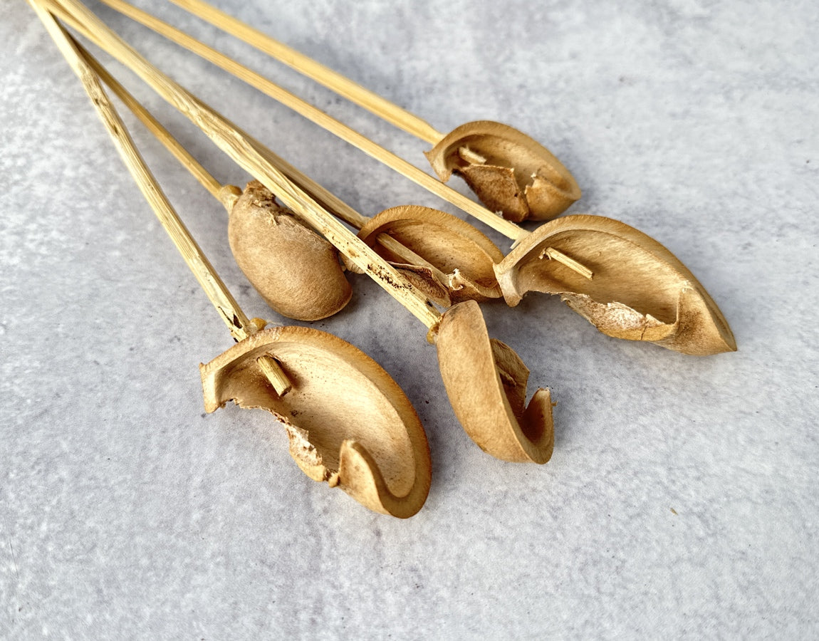 Ear Pod - Luv Sola Flowers - Dried Botanicals