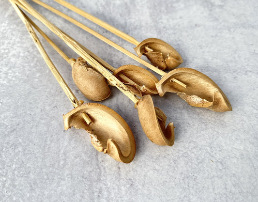 Ear Pod - Luv Sola Flowers - Dried Botanicals