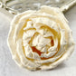 Sola Wood Flowers - Enchanted Rose - Luv Sola Flowers