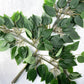 Ficus Leaves - Luv Sola Flowers - Faux Filler