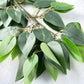 Ficus Leaves - Luv Sola Flowers - Faux Filler