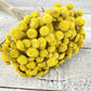 Floral Buttons - Luv Sola Flowers - Filler