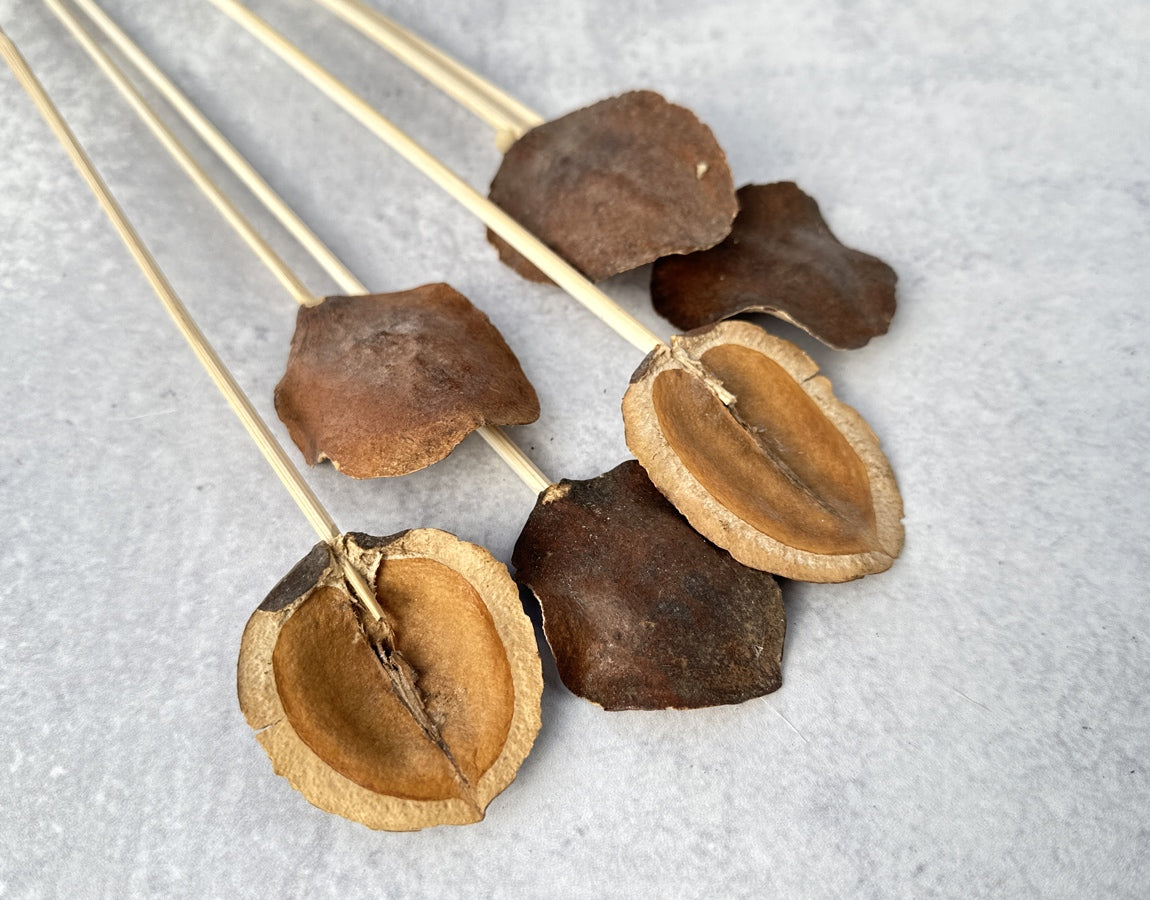 Jacaranda - Luv Sola Flowers - Dried Botanicals