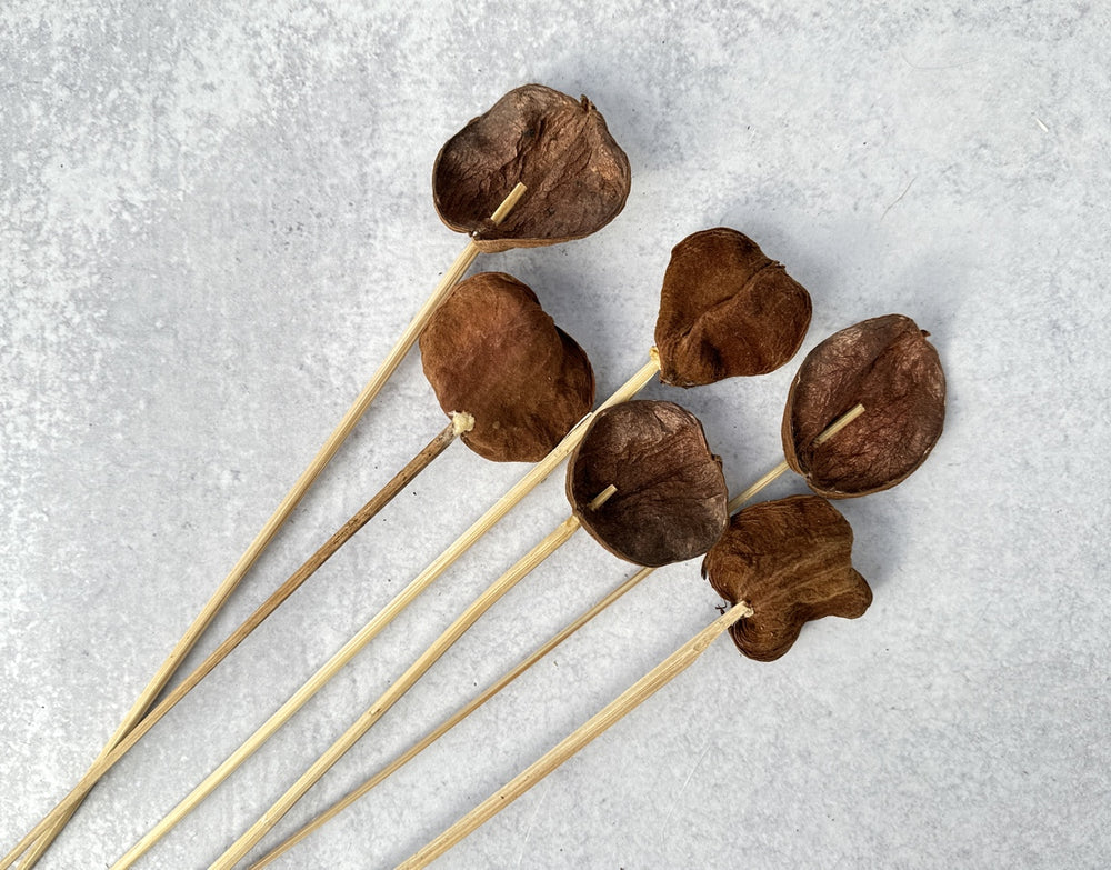 Land Lotus Petal - Luv Sola Flowers - Dried Botanicals