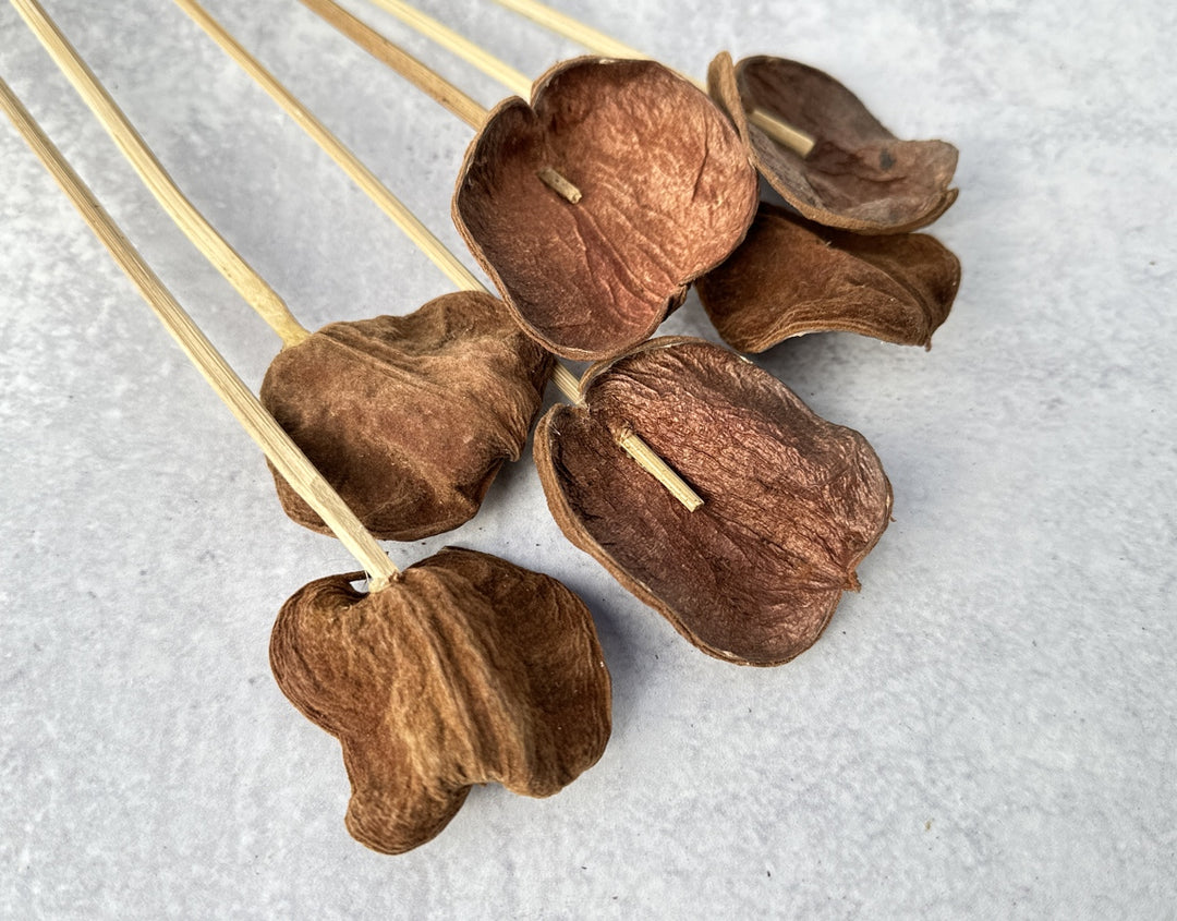 Land Lotus Petal - Luv Sola Flowers - Dried Botanicals