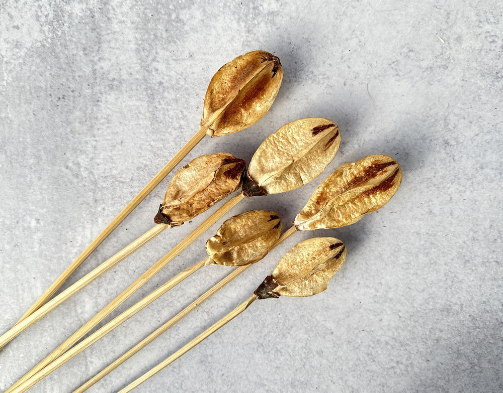 Lily Center - Luv Sola Flowers - Dried Botanicals
