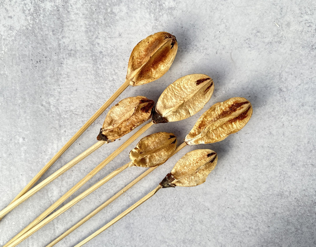 Lily Center - Luv Sola Flowers - Dried Botanicals