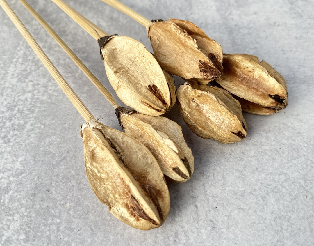 Lily Center - Luv Sola Flowers - Dried Botanicals