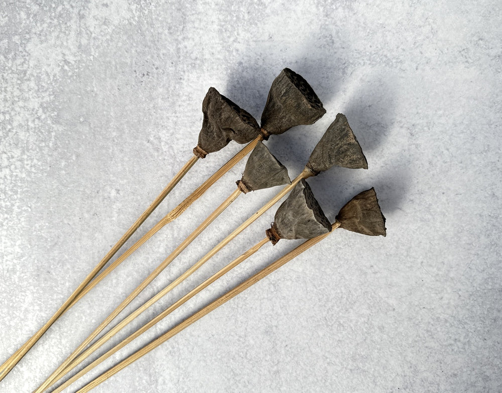 Lotus Pod Mini - Luv Sola Flowers - Dried Botanicals