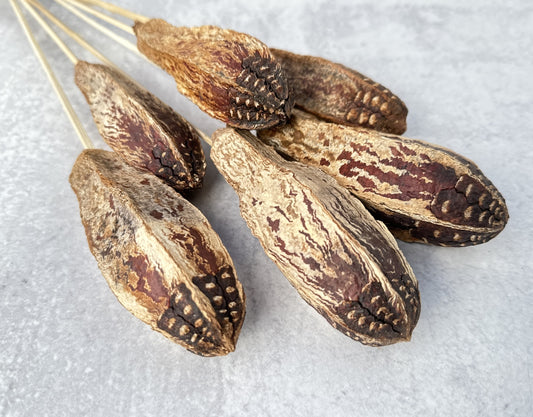 Mahogany - Luv Sola Flowers - Dried Botanicals