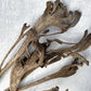 Nataraj Natural - Luv Sola Flowers - Dried Botanicals