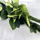 Oval Leaf Ficus - Luv Sola Flowers - Faux Filler