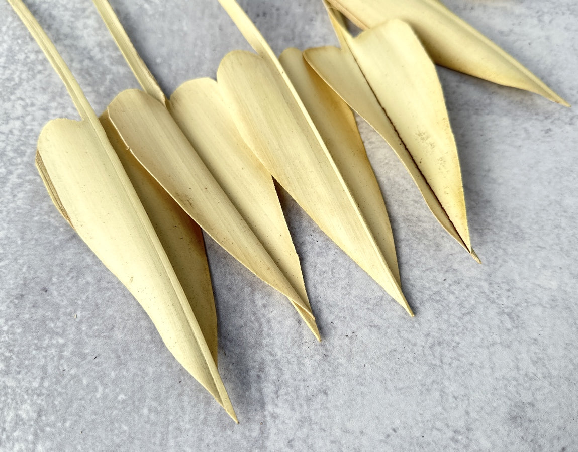 Palm Arrow Leaves - Luv Sola Flowers - Dried Botanicals