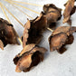 Palm Cap - Luv Sola Flowers - Dried Botanicals