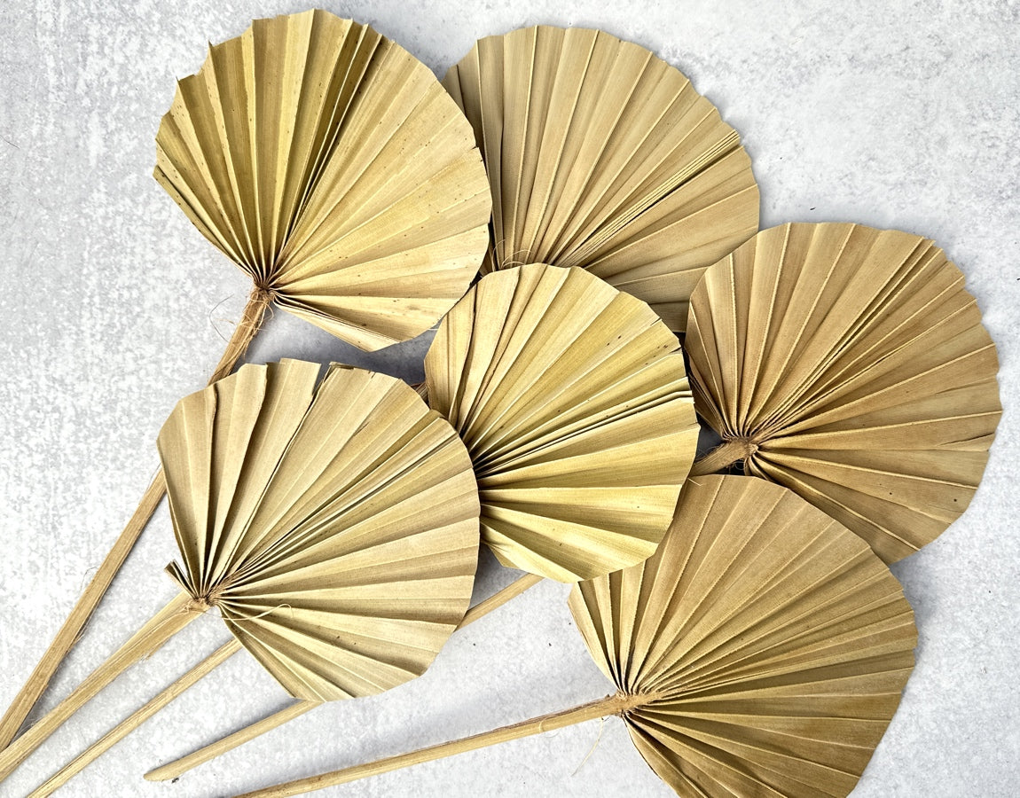 Palm Spear Round Cut Natural - Luv Sola Flowers - Dried Botanicals