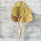 Palm Spear Round Cut Natural - Luv Sola Flowers - Dried Botanicals