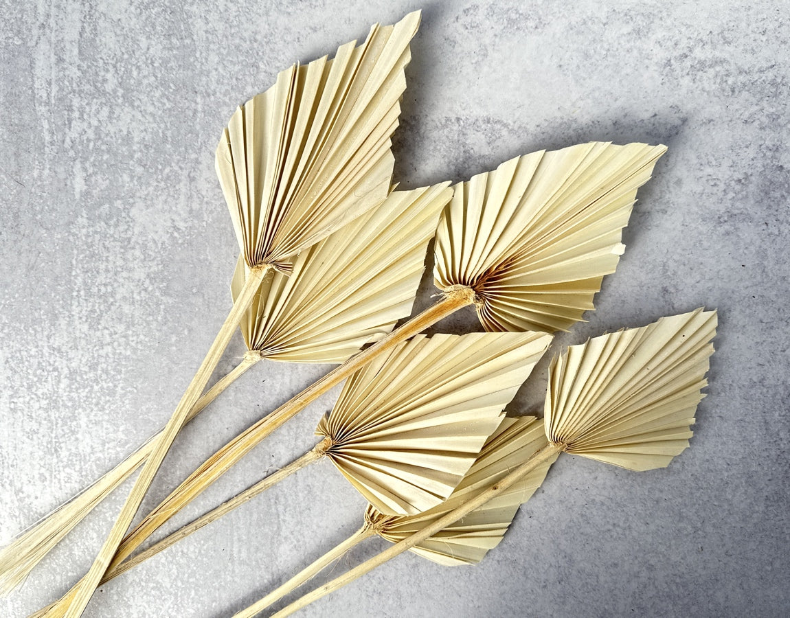 Palm Spear Bleached - Luv Sola Flowers - Dried Botanicals