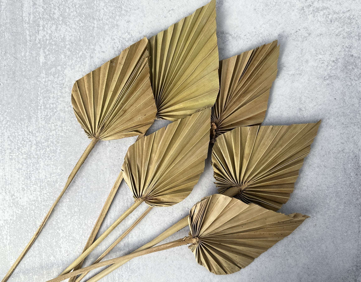 Palm Spear Natural - Luv Sola Flowers - Dried Botanicals