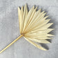 Palm Sun Cut Bleached - Luv Sola Flowers - Dried Botanicals