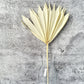 Palm Sun Cut Bleached - Luv Sola Flowers - Dried Botanicals