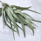 Real Touch Weeping Willow Eucalyptus Faux - Luv Sola Flowers - Faux Filler
