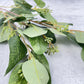 Red Stem Seeded Populus Eucalyptus Faux - Luv Sola Flowers - Faux Filler