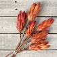 Protea Repens - Luv Sola Flowers - Filler