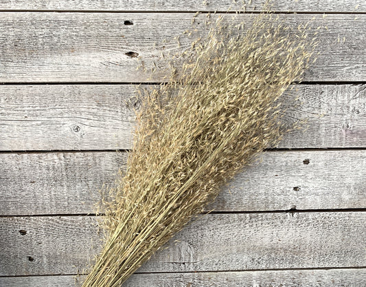 Rice Grass - Luv Sola Flowers - Filler