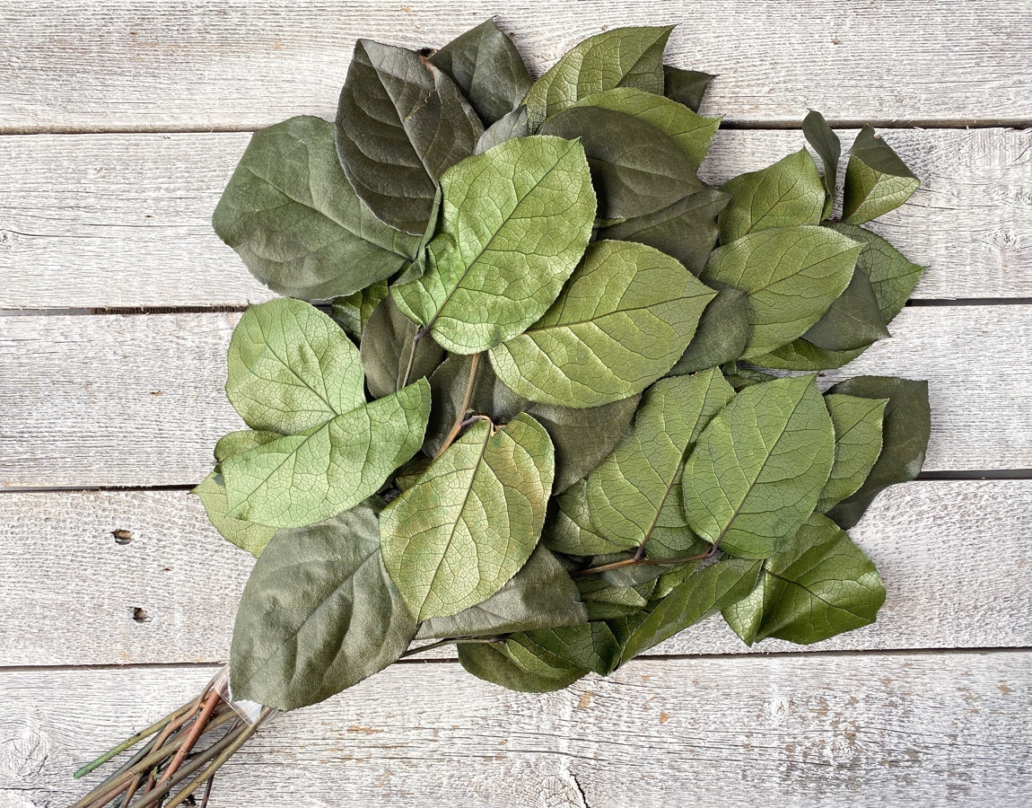 Preserved Salal - Luv Sola Flowers - Filler