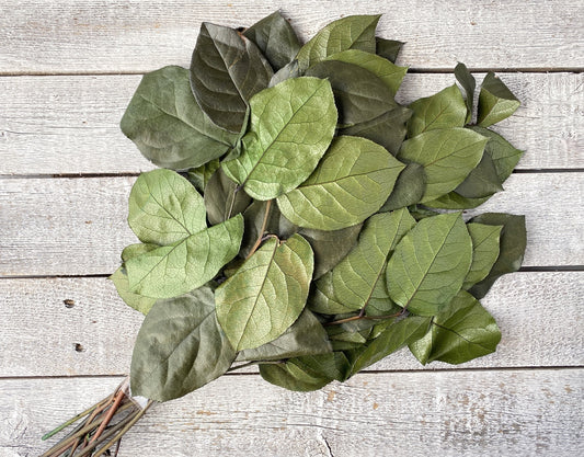 Preserved Salal - Luv Sola Flowers - Filler
