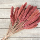 Setaria - Luv Sola Flowers - Filler