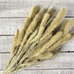 Setaria - Luv Sola Flowers - Filler