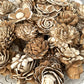 Sola Wood Flowers - Skin Random Assortment - Luv Sola Flowers
